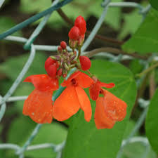 Image result for Phaseolus coccineus