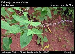 Image result for Orthosiphon thymiflorus