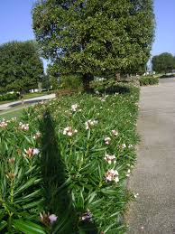 Creating a low maintenance drought tolerant garden | lomandra, dianella and phormium. Oleander Dwarf Hedge Drought Tolerant Landscape Dwarf Oleander Oleander Landscaping
