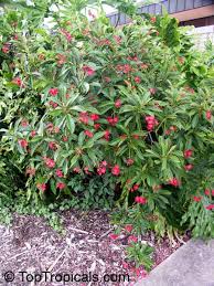 Image result for Jatropha campestris