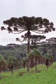 Image result for Araucaria angustifolia