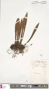 Image result for Loxogramme latifolia