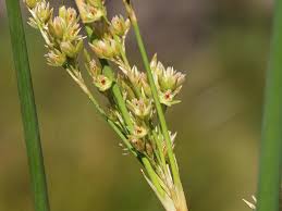 Image result for Juncaceae