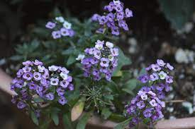 Sometimes the white flowers have a tinge of purple. Small Purple And White Flowers Photograph By Kimberly Wood