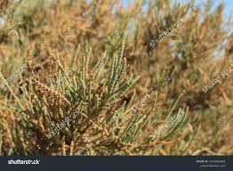 Image result for Sarcocornia