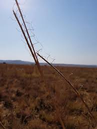 Image result for Urelytrum