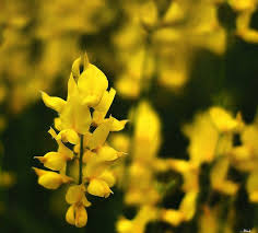Black And Yellow Things Yellow Stuff Bokeh Shades Of Yellow Color Of The Week Yellow