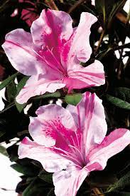 Autumn Twist Encore Azalea Azalea Flower Flower Landscape Azaleas Landscaping