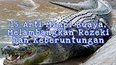 Maybe you would like to learn more about one of these? 11 Arti Mimpi Buaya Menurut Islam Primbon Dan Psikologi Youtube