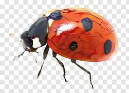 Ladybird Beetle Image Desktop Wallpaper Jewel Bugs Ladybug Transparent Png All png & cliparts images on nicepng are best quality. ladybird beetle image desktop wallpaper