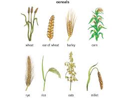 Cereal Noun Definition Pictures Pronunciation And Usage Notes Oxford Advanced American Dictionary At Oxfordlear Types Of Cereal Wheat Cereal Grain Cereal