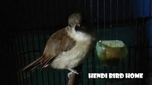 Bulu burung merak jantan lebih indah dibandingkan dengan burung merak betina. Burung Flamboyan Gacor Nyiul Terus Suara Flamboyan Jantan Youtube