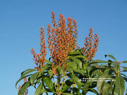 Image result for Pieris japonský bonfire obrázek