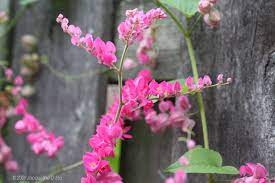 We did not find results for: Vines For Growing In Houston Choosing The Right Vine For Your Garden