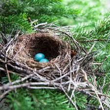 Birds With Their Nest Images Pin On Real Estate Tips Advice