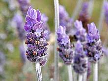 Browse our choice of perfect dried lavender from lavenderworld. Lavandula Wikipedia