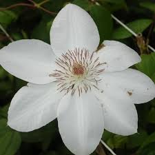 Guaranteed best value, low prices, fast delivery, special offers. Henryi Clematis Henryi Online Kaufen