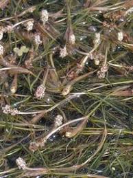 Image result for Potamogeton pusillus