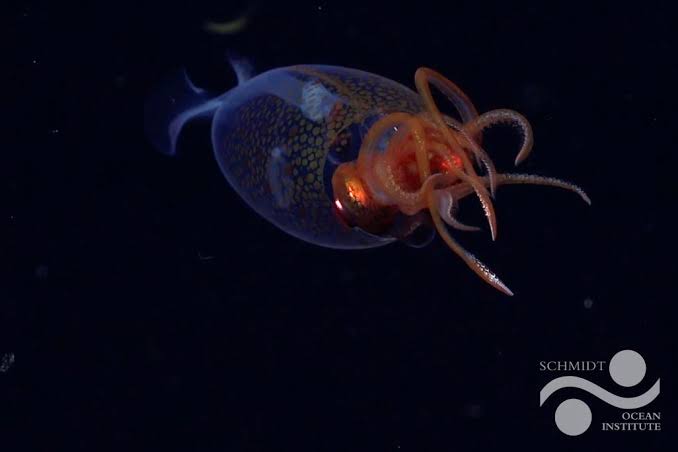 Check Out the First Confirmed Footage of the Colossal Squid, a Rare and  Enigmatic Deep-Sea Species