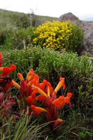 Image result for Cyrtanthus welwitschii