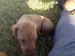 The best way to determine the temperament of a mixed breed is to look up all breeds in the cross and understand that you can get any combination of the characteristics found in either breed. Hungarian Vizsla Puppies For Sale Hale Center Tx 283502