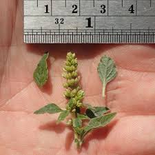 Image result for Amaranthus deflexus