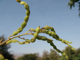 Image result for Desmodium