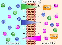 Diffusion is passive transport, whereas osmosis is active transport. Electrochemical Gradient Wikipedia