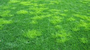 Ft., 40 lb., not available in la, gu, pr, vi. What Is The Best Grass Seed For Your Lawn Premier Lawns