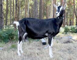 Black And White Goat Breeds British Alpine Alpine Goats Goats Dairy Goats