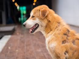 Raude Beim Hund Konnen Auch Menschen Befallen