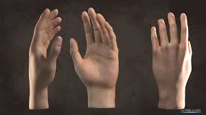 Free 3d Blender Model Download Hand Blendernation Blender Models Model Blender