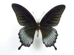It is widely distributed and has thirteen subspecies. Papilio Lowi X Papilio Memnon Hybrid Male Aureus Butterflies Insects