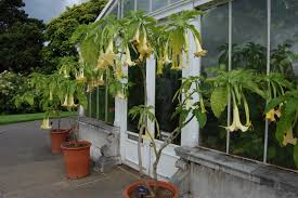 Image result for Brugmansia