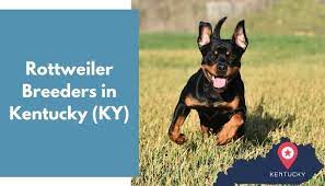 We have proudly provided u.s homes with cute and healthy rottweiler puppies of love for years. 4 Rottweiler Breeders In Kentucky Ky Rottweiler Puppies For Sale Animalfate