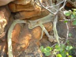 Image result for Ficus abutilifolia