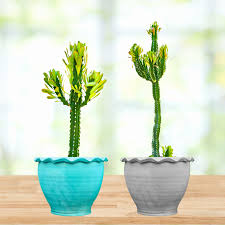 Image result for Euphorbia eranthes