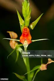 Image result for Lentibulariaceae
