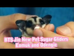 There are two ways for you to learn a pet ability: Bts Jin New Pet Sugar Gliders Youtube