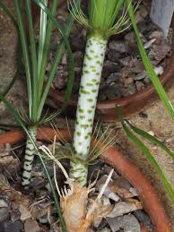 Image result for Gethyllis