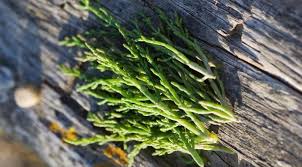 Image result for Salicornia perrieri