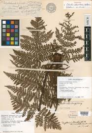 Image result for Ctenitis cirrhosa