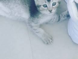 Aydin Kedi Ilanlari