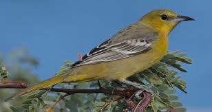 Birds That Look Like Orioles Hooded Oriole Female Icterus Cucullatus Oriole Hooded Female They Like Our Hummingbird Food Google Search The Hoode Hummingbird Food Birds Orioles