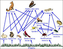 Wildlife Populations Adaptations And Resource Use But there are predators among insects as well and some of them are among nature's most perfect i give you ten of the most formidable predatory insects. wildlife populations adaptations and