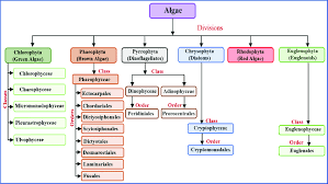 classification of algae explained in a simple way