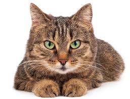 images?q=tbn:ANd9GcTEhBFW63t5oe94sDVMYmTeX8cp23fU5JHw3A&s