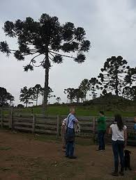 Rio grande do sul has 94% of the country's wool production. Oga Reise Nach Rio Grande Do Sul Brasilien 8 9 25 9 2017 Blog