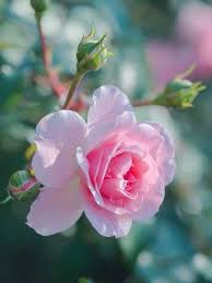 Epingle Par Nadia La Porta Sur Fleurs Photo Fleurs Belles Fleurs Planter Des Fleurs
