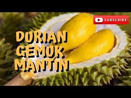 Selain itu ibu hamil juga dilarang makan durian. 7 Mitos Perihal Makan Durian Fakta Atau Auta